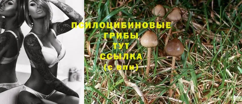 Галлюциногенные грибы Psilocybe Каспийск